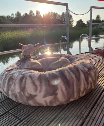 Windhunde - Treffen der besonderen Schönheiten
HERZLICH WILLKOMMEN-Beitrag-Bild