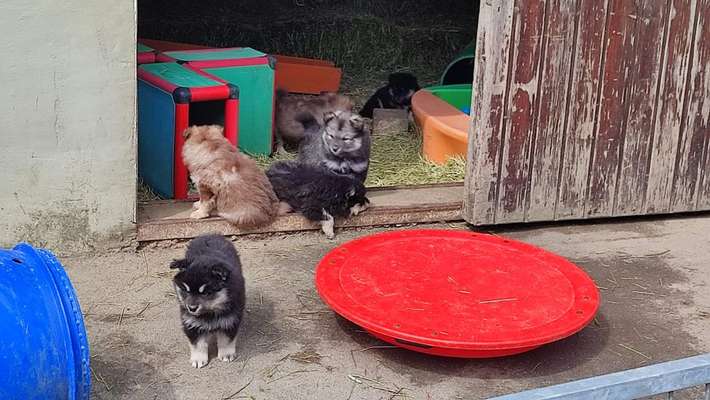 Finnischer Lapphund-Beitrag-Bild