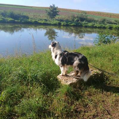 Hundetreffen-Spielkameraden gesucht