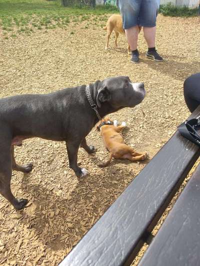 Olde English Bulldogge-Beitrag-Bild