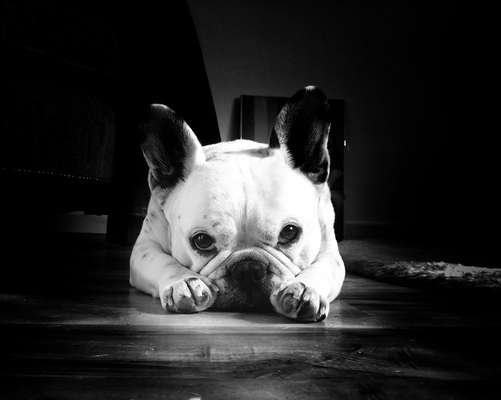 Die Dogorama Kalender Challenge Titelbild-Beitrag-Bild