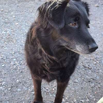 Hundetreffen-Spielgefährte gesucht-Bild