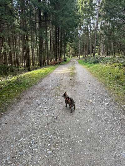 Hundeauslaufgebiet-Meielen-Wald Zollikofen-Bild