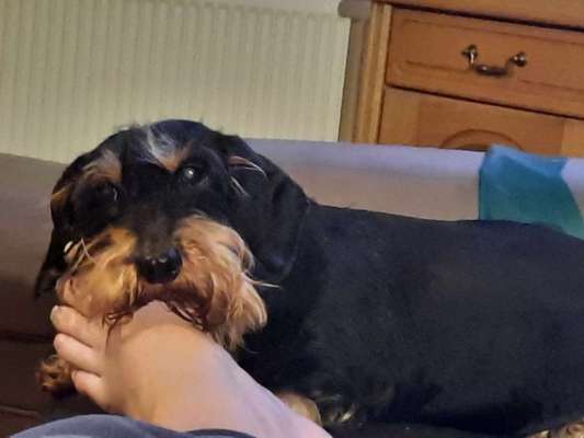 Unsere Fellnasen im Regenbogenland-Beitrag-Bild