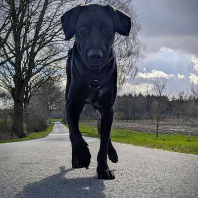 Hundetreffen-Gassi- und Spielfreunde gesucht-Bild