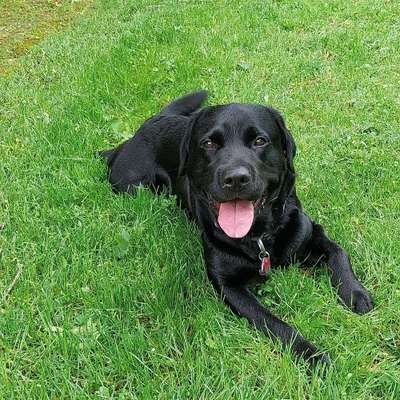 Hundetreffen-Spielen, Toben, Laufen-Bild