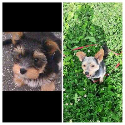 Welpenfotos-Beitrag-Bild