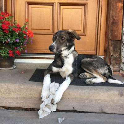 Die Dogorama Monats Challenge "Es grünt und blüht"-Beitrag-Bild