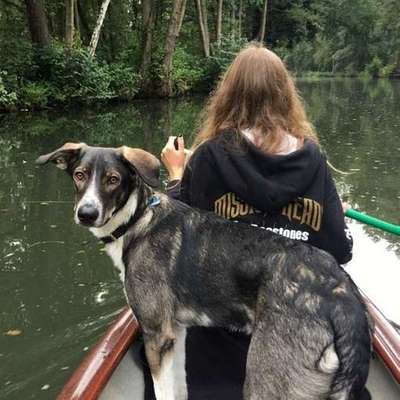 Hundetreffen-Spieltreffen oder Gassitreff in Grebenhain