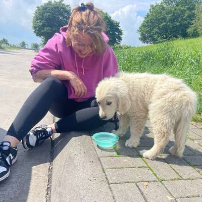 Hundetreffen-Hundetreff zum spielen oder gassi-Profilbild