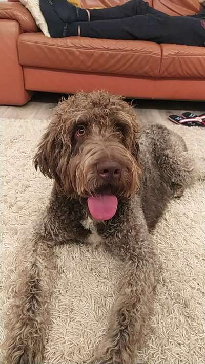 Seltene Rassen!-Beitrag-Bild