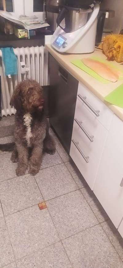 Seltene Rassen!-Beitrag-Bild