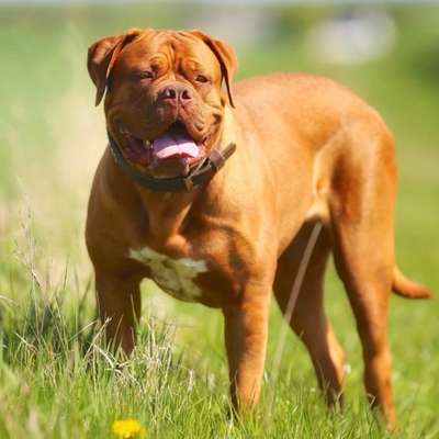 Giftköder-Hunde Angriff-Bild