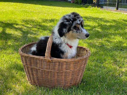 Die Dogorama Monats Challenge "Es grünt und blüht"-Beitrag-Bild