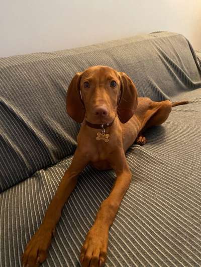 Magyar Vizsla UK-Beitrag-Bild