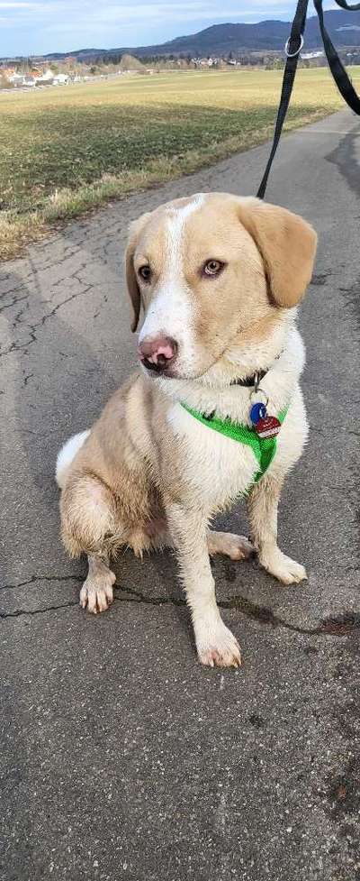 Hundetreffen-Treffen zum Spielen und Gassi gehen-Bild