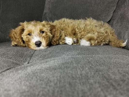 Welpen Bilder !-Beitrag-Bild