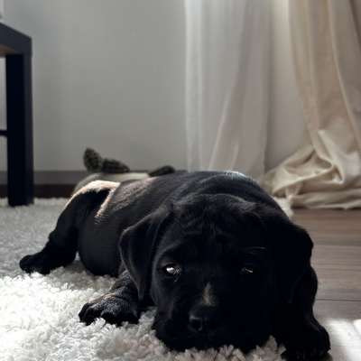 Hundetreffen-Welpentreffen BRB/Nauen/Ketzin-Bild