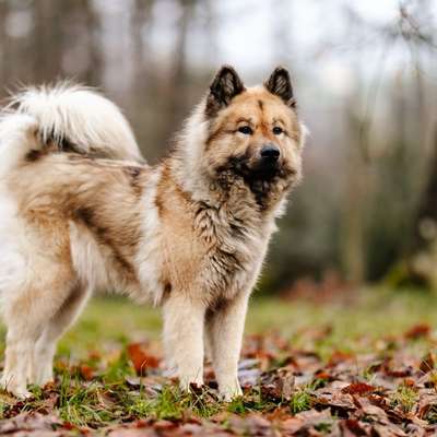 Hundetreffen-Sozialfreund für Eurasierdame Umgebung Sempach.-Bild