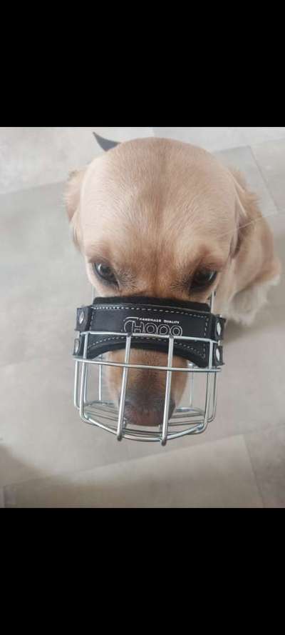 Wie sitzt mein Maulkorb / Maulkorb-Beratung-Beitrag-Bild