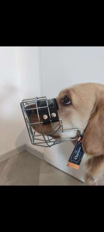 Wie sitzt mein Maulkorb / Maulkorb-Beratung-Beitrag-Bild