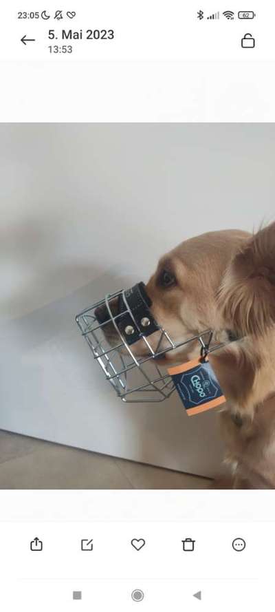 Wie sitzt mein Maulkorb / Maulkorb-Beratung-Beitrag-Bild