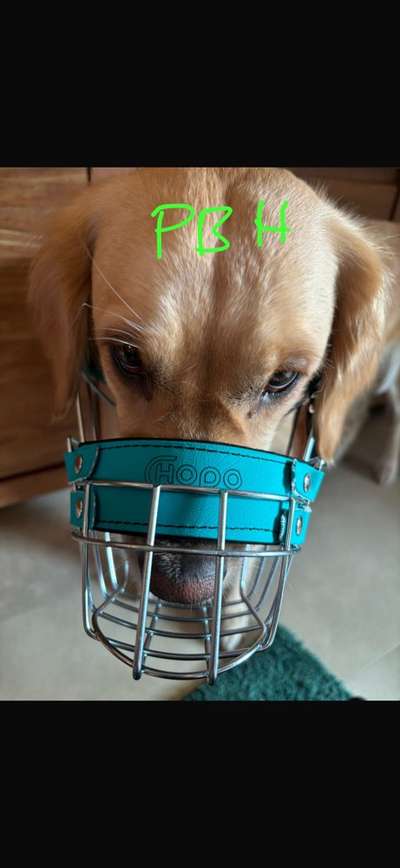 Wie sitzt mein Maulkorb / Maulkorb-Beratung-Beitrag-Bild