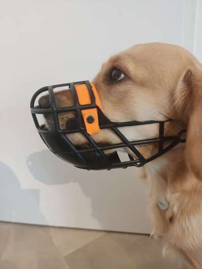 Wie sitzt mein Maulkorb / Maulkorb-Beratung-Beitrag-Bild