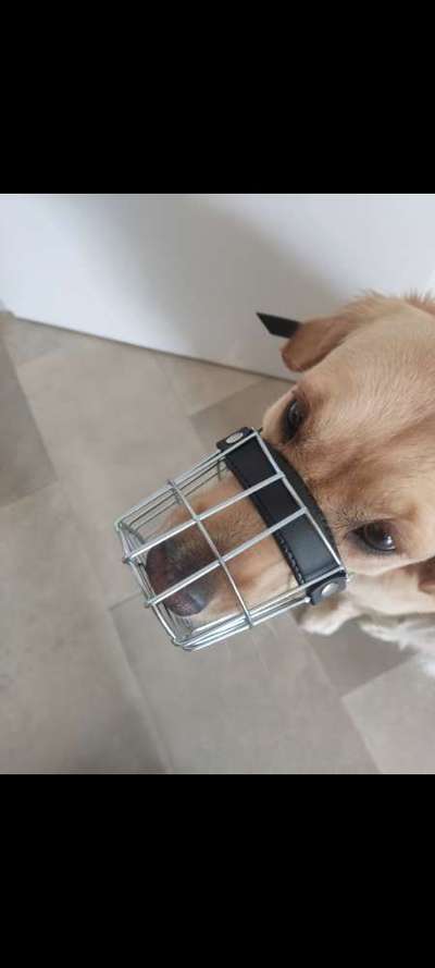 Wie sitzt mein Maulkorb / Maulkorb-Beratung-Beitrag-Bild