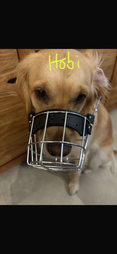 Wie sitzt mein Maulkorb / Maulkorb-Beratung-Beitrag-Bild