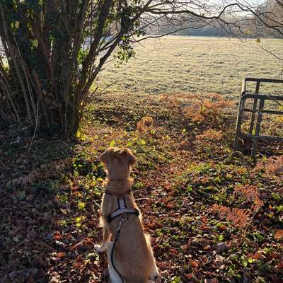 Hundetreffen-Social Walk / Trainingspartner gesucht-Bild