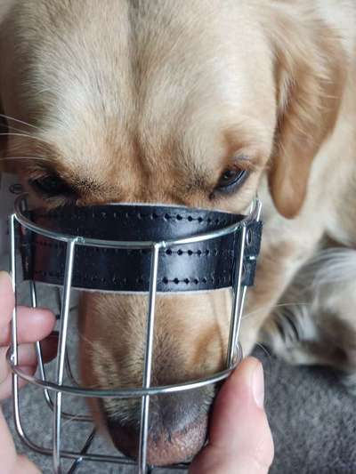 Wie sitzt mein Maulkorb / Maulkorb-Beratung-Beitrag-Bild