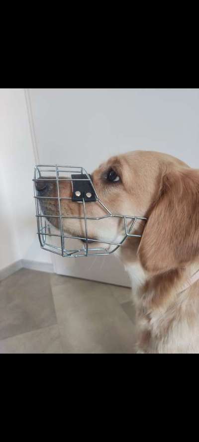 Wie sitzt mein Maulkorb / Maulkorb-Beratung-Beitrag-Bild