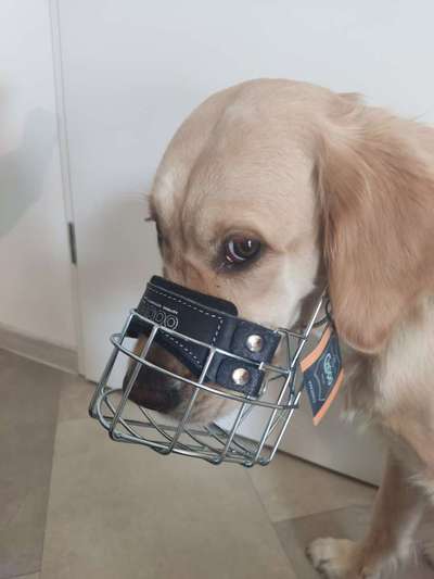 Wie sitzt mein Maulkorb / Maulkorb-Beratung-Beitrag-Bild