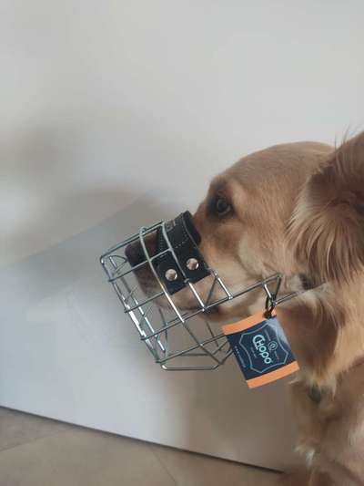 Wie sitzt mein Maulkorb / Maulkorb-Beratung-Beitrag-Bild