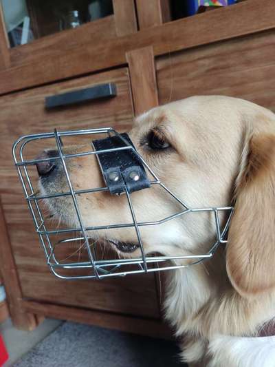 Wie sitzt mein Maulkorb / Maulkorb-Beratung-Beitrag-Bild