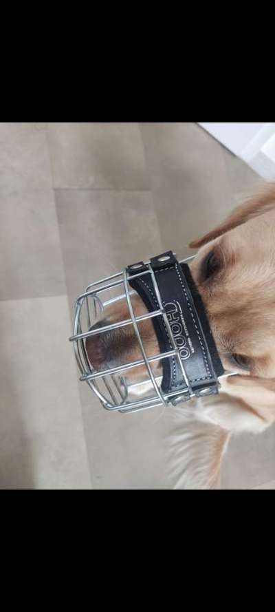 Wie sitzt mein Maulkorb / Maulkorb-Beratung-Beitrag-Bild