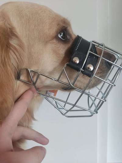 Wie sitzt mein Maulkorb / Maulkorb-Beratung-Beitrag-Bild