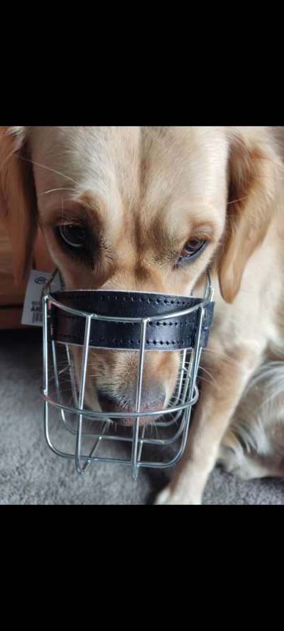 Wie sitzt mein Maulkorb / Maulkorb-Beratung-Beitrag-Bild