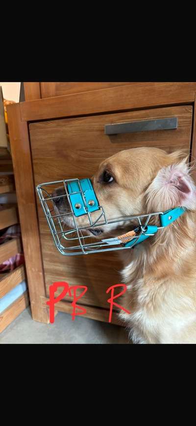 Wie sitzt mein Maulkorb / Maulkorb-Beratung-Beitrag-Bild