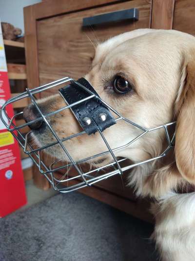 Wie sitzt mein Maulkorb / Maulkorb-Beratung-Beitrag-Bild