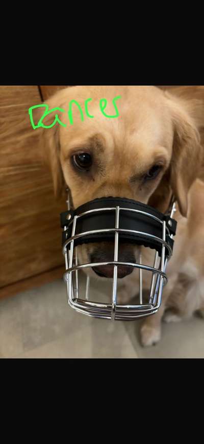 Wie sitzt mein Maulkorb / Maulkorb-Beratung-Beitrag-Bild