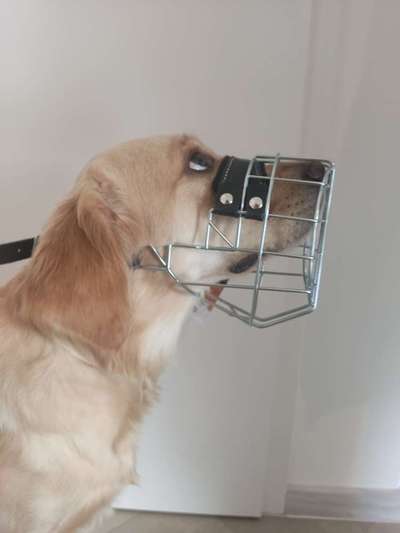 Wie sitzt mein Maulkorb / Maulkorb-Beratung-Beitrag-Bild