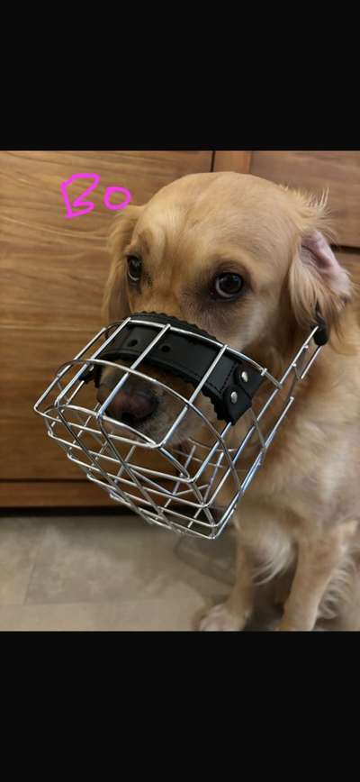 Wie sitzt mein Maulkorb / Maulkorb-Beratung-Beitrag-Bild