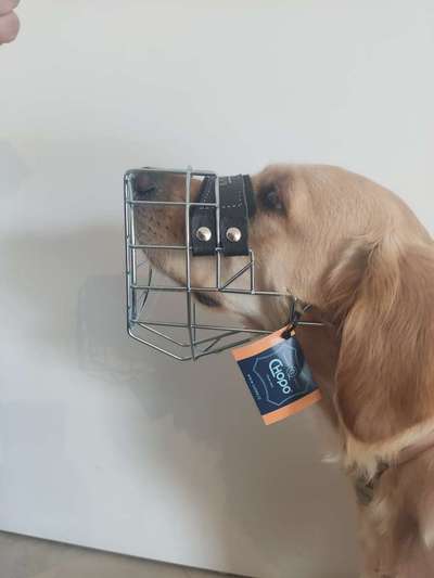 Wie sitzt mein Maulkorb / Maulkorb-Beratung-Beitrag-Bild