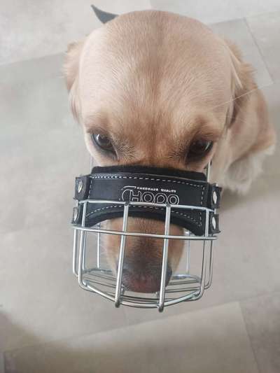 Wie sitzt mein Maulkorb / Maulkorb-Beratung-Beitrag-Bild