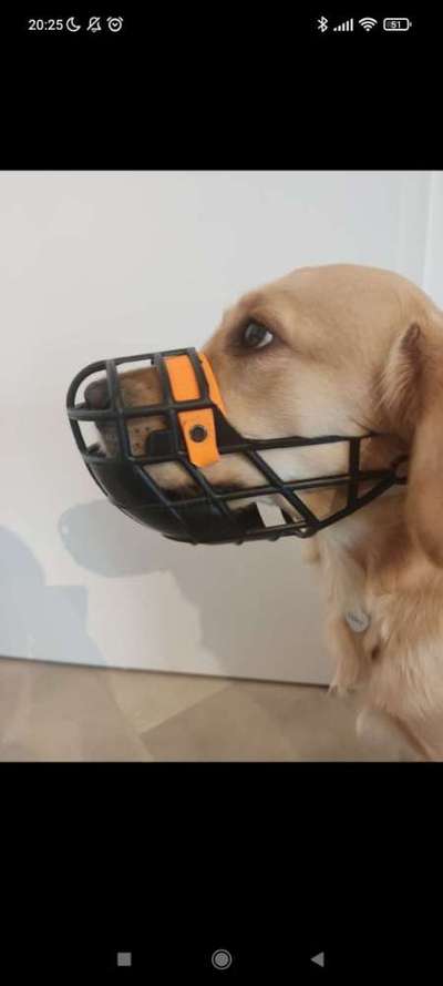 Wie sitzt mein Maulkorb / Maulkorb-Beratung-Beitrag-Bild