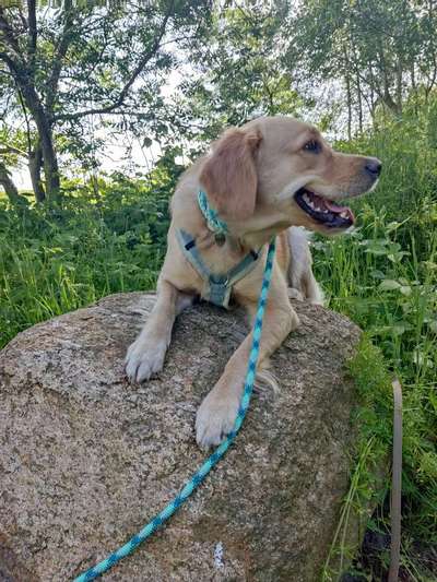 Wie sitzt mein Maulkorb / Maulkorb-Beratung-Beitrag-Bild