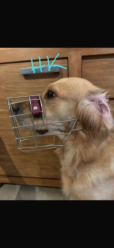 Wie sitzt mein Maulkorb / Maulkorb-Beratung-Beitrag-Bild