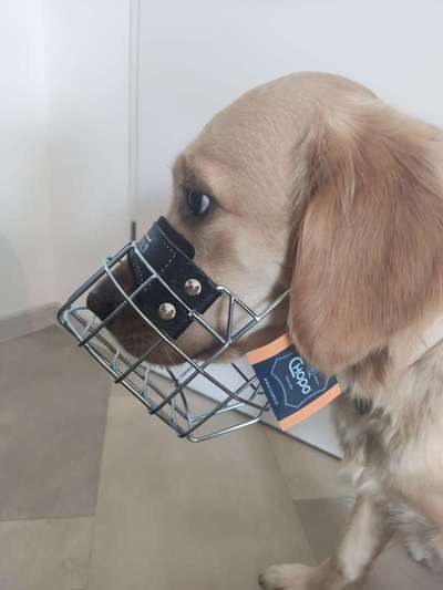 Wie sitzt mein Maulkorb / Maulkorb-Beratung-Beitrag-Bild